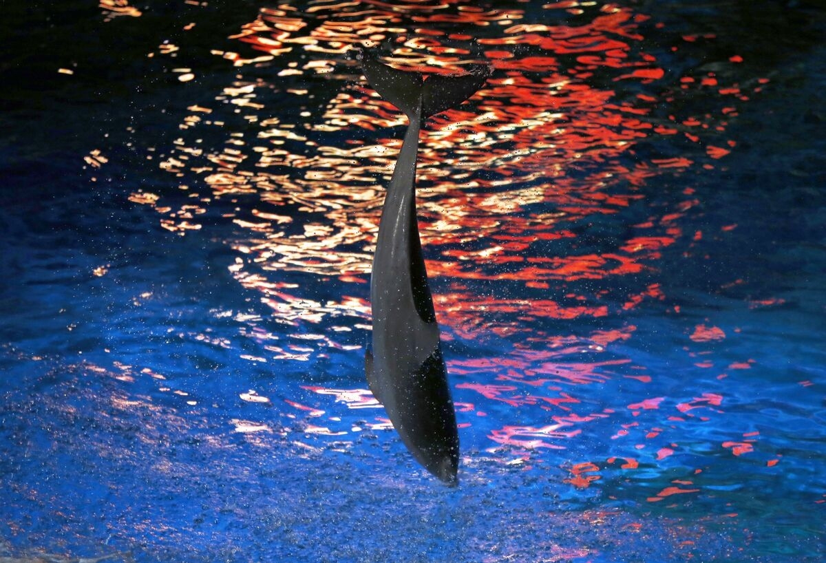 Ex-CEO of Ocean Theme Parks Defends Record After Dolphin Deaths