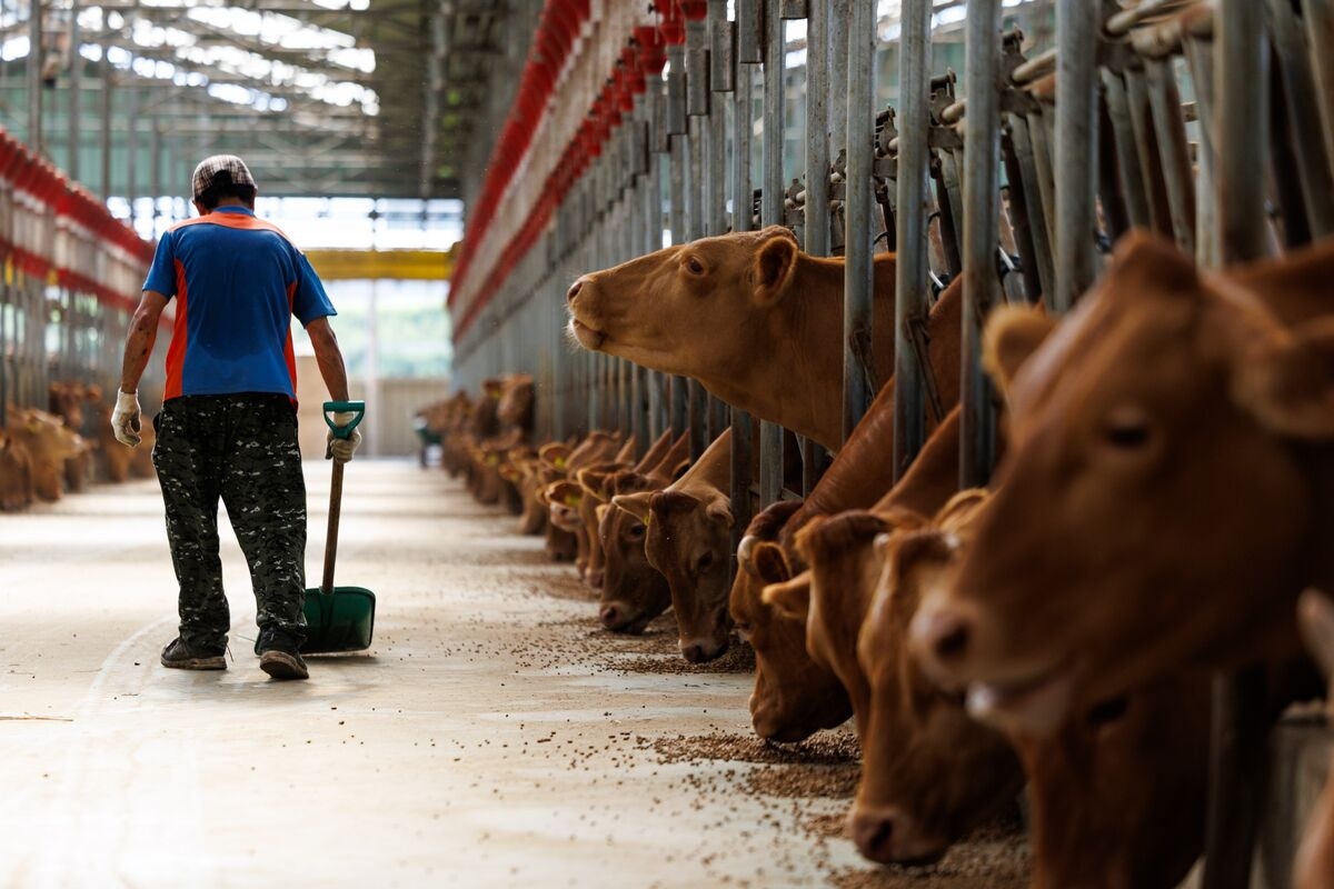 Angry Farmers Vow to Fight If Korea Leader Bows to Trump Demands