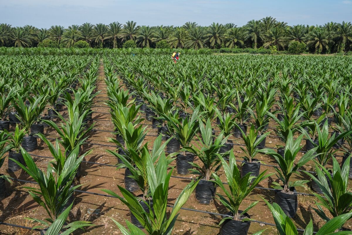 Palm Oil Jumps on Demand Prospects After India Cuts Import Duty