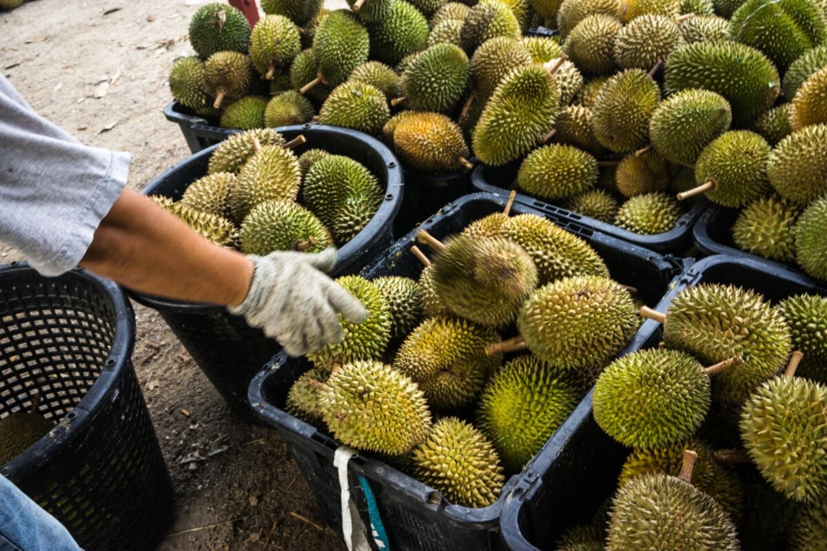 Malaysian State to Start Using Durian Tracking System to Curb Fraud, Report Says