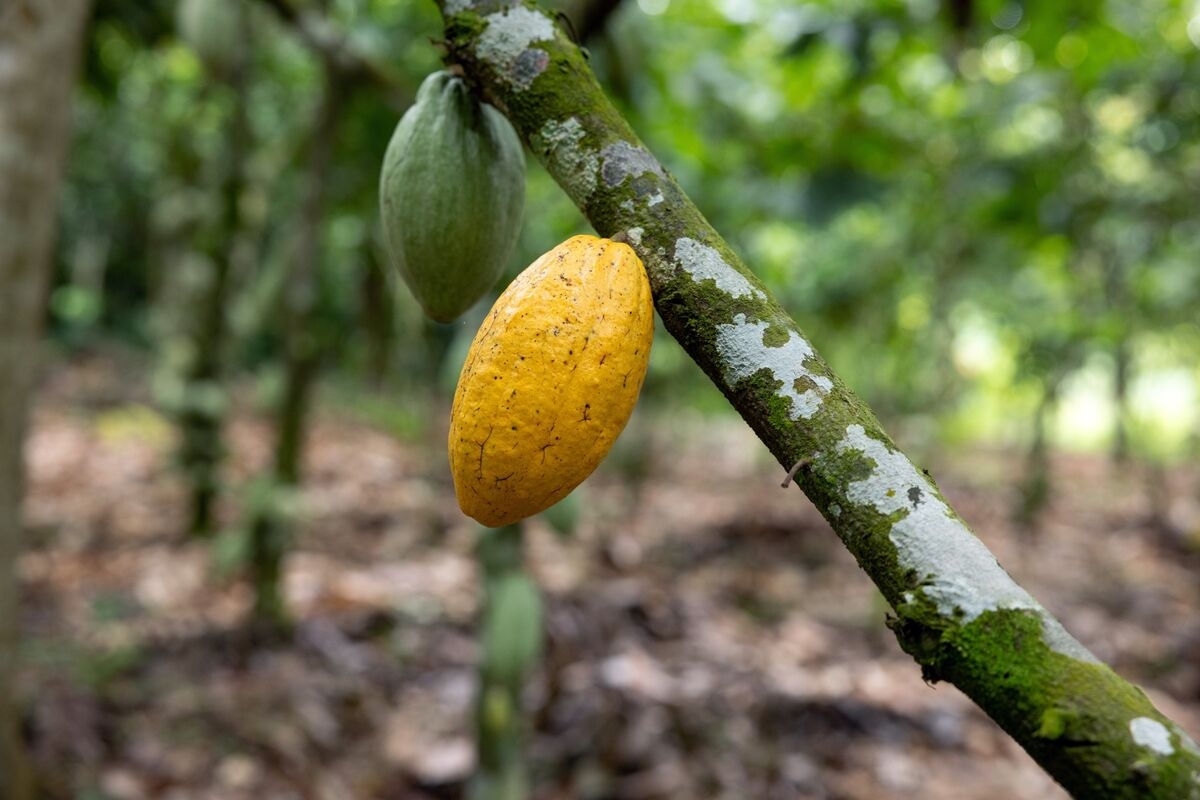 Cocoa Trims Weekly Loss as Traders Assess Demand Outlook