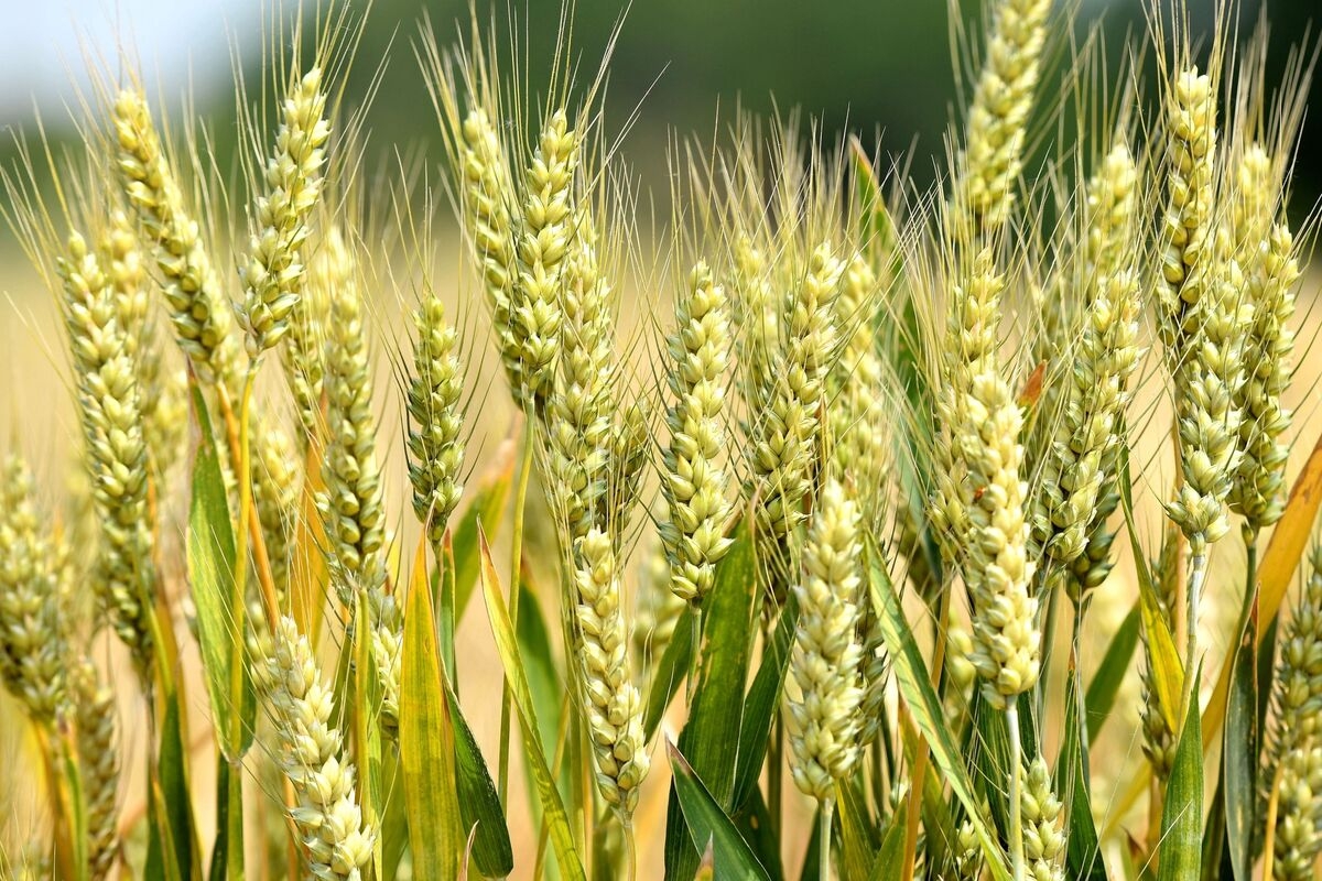 China's Wheat Harvest Risks 7-Year Low as Farmers Battle Drought