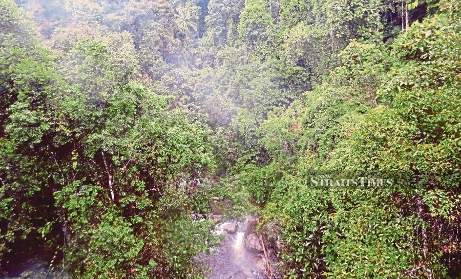 Malaysia among world's top countries for certified tropical rainforest areas