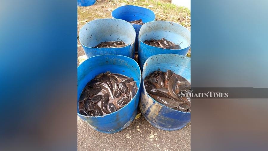 Authorities, organisers must better monitor release of fish