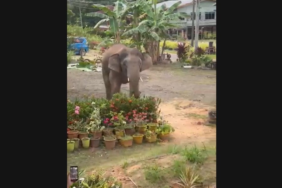 #NSTviral: Video of 'gentle giant' elephant visiting village charms millions of Malaysians [WATCH]