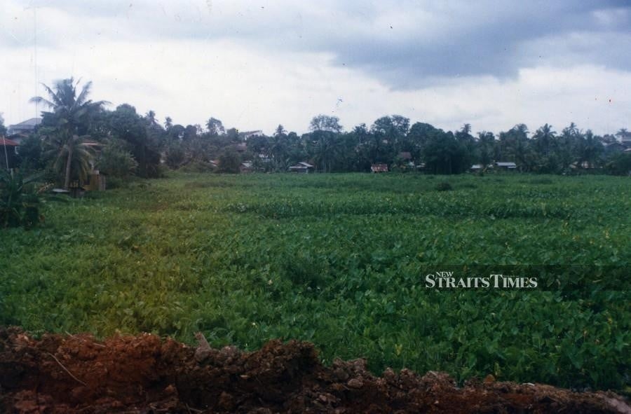 Malay reserve land in Peninsular Malaysia reaches nearly 5mil hectares