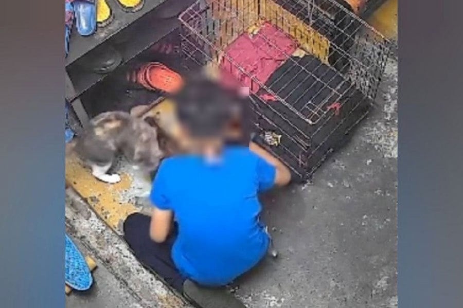 Police confirm four reports of cat abuse at Seri Nilam Apartment