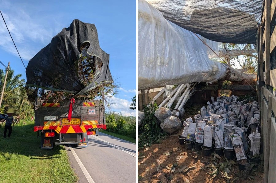 GOF seizes lorry laden with smuggled ornamental plants worth RM5.5mil in Kelantan