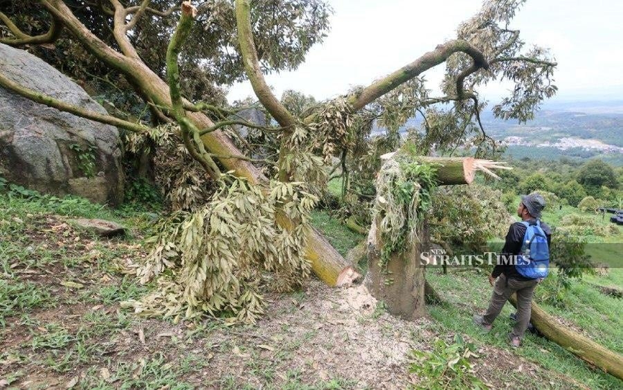 114 enforcement operations carried out against illegal durian farms in Raub forest reserves