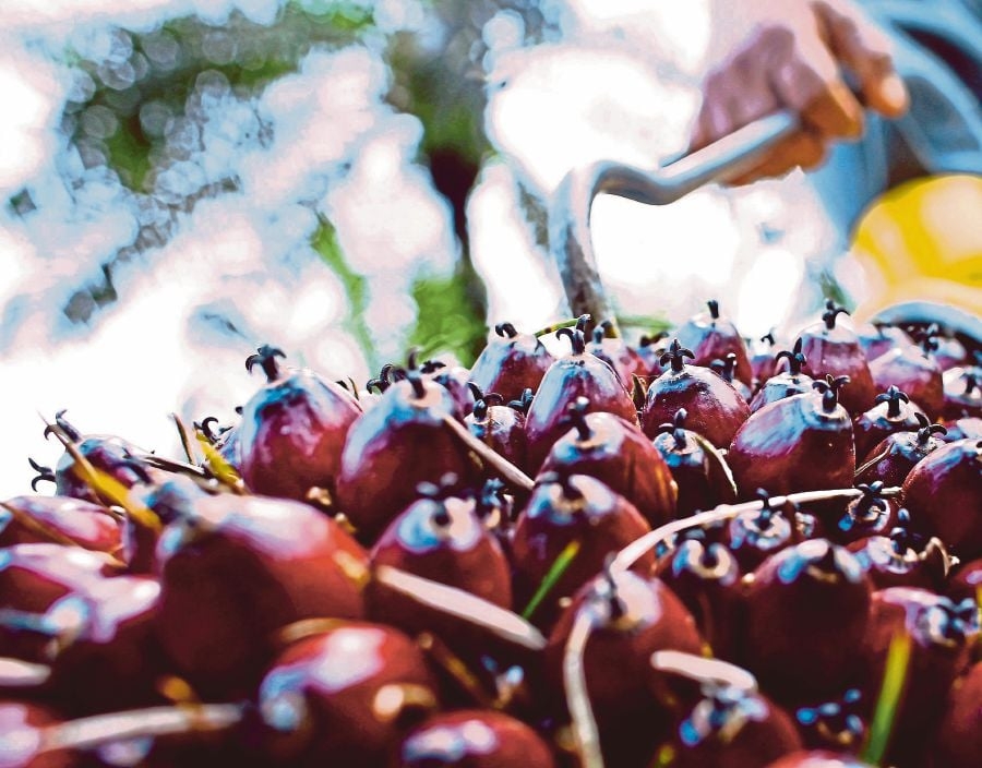 Advancing the Palm Oil Agenda: One Voice, Shared Vision