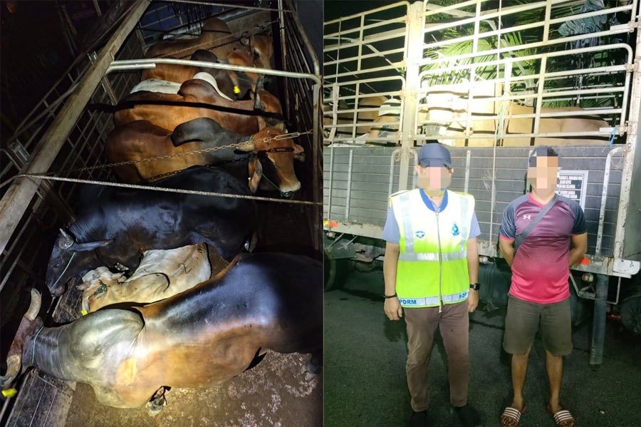RM260,000 worth of smuggled cattle seized in Kelantan
