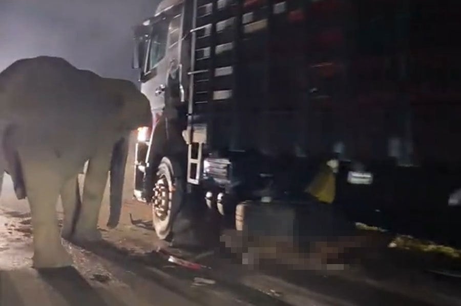 Experts urge safer animal crossings after elephant calf killed on Gerik-Jeli Highway