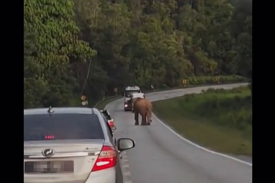 #NSTviral: Lone elephant seen again, believed same mother who lost calf