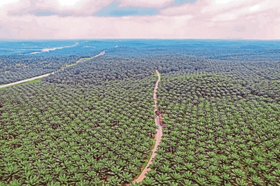 Planters cut emissions and water use, but governance still lags