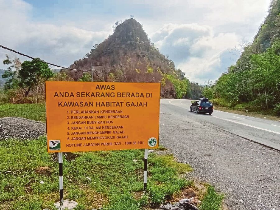 Stop building roads through forests, conservationists urge government