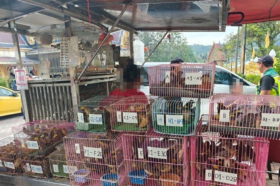 Couple held for selling over 800 protected birds in house of worship