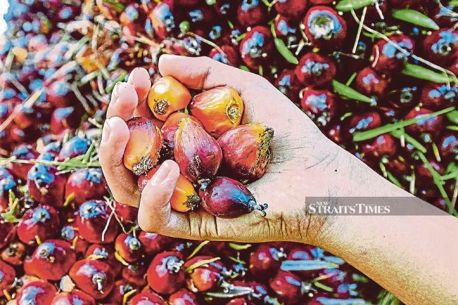 EU's 'standard risk' label on Malaysian palm oil clouds upcoming FTA talks
