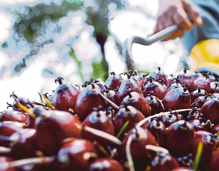 Palm oil players should hedge, diversify downstream