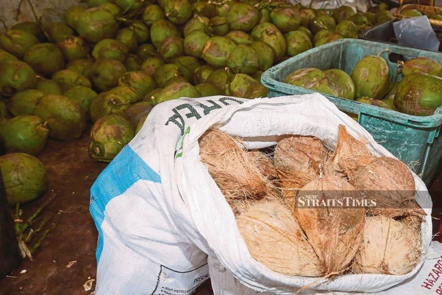 Coconut crunch in Johor: Supply dips 30pct, traders brace for price hike