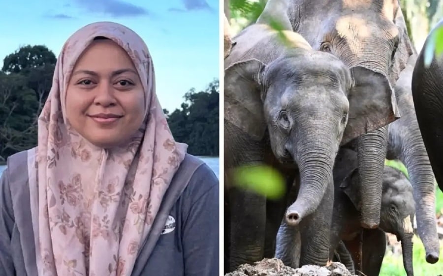 Bornean elephants are not pygmies