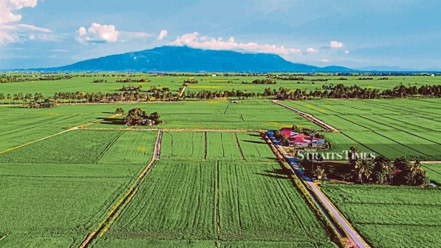 Kedah dam levels sufficient for padi farming ahead of monsoon dry spell