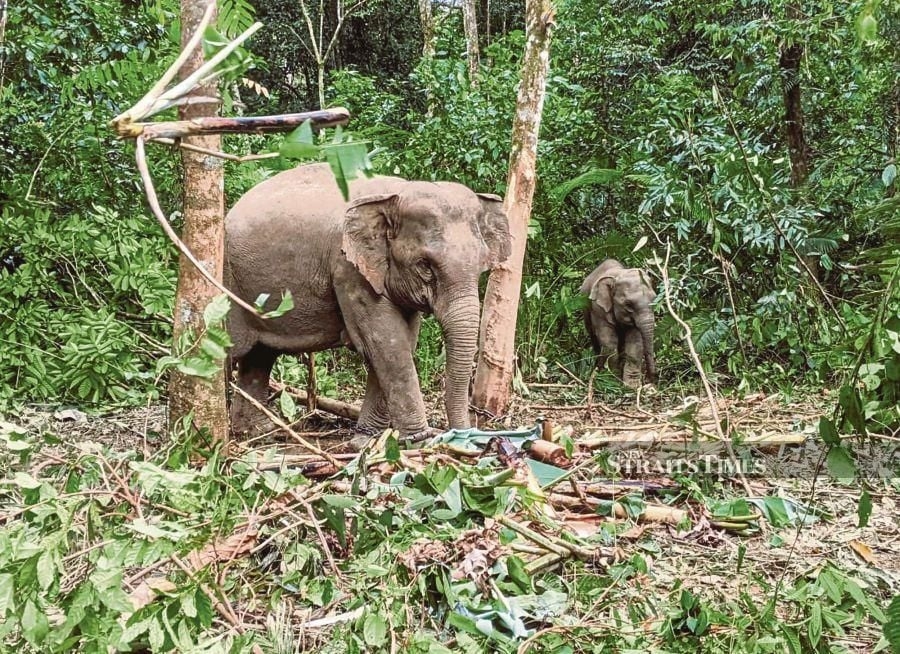 Habitat loss fuelling rise in human-wildlife conflicts