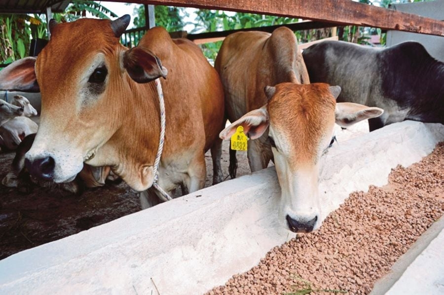 Moo-ving incentive: Cow is lucky draw grand prize at Guai fun run