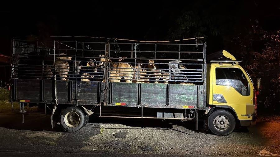 GOF seizes 15 smuggled cows in Kelantan border operation