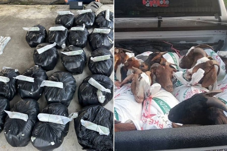 GOF seizes 14 goats, 190kg of ketum in Kelantan raids