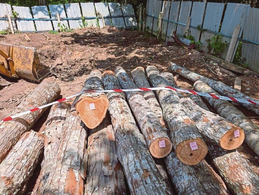 Three of seven timber factories raided on Monday were unlicensed
