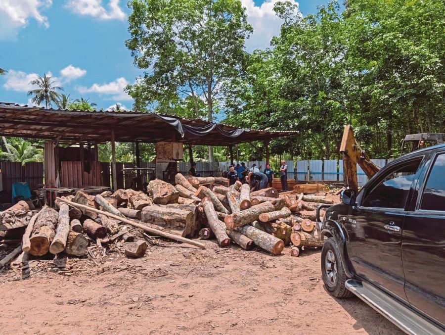 Illegal logging: Kelantan warns timber factories – break the law, face the axe