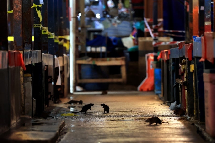 101 rats caught at Pasar Pekan Ampang