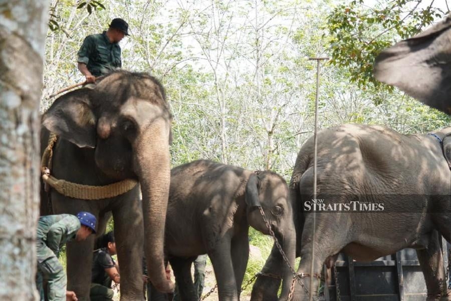Nine wild elephants relocated in Johor conservation effort