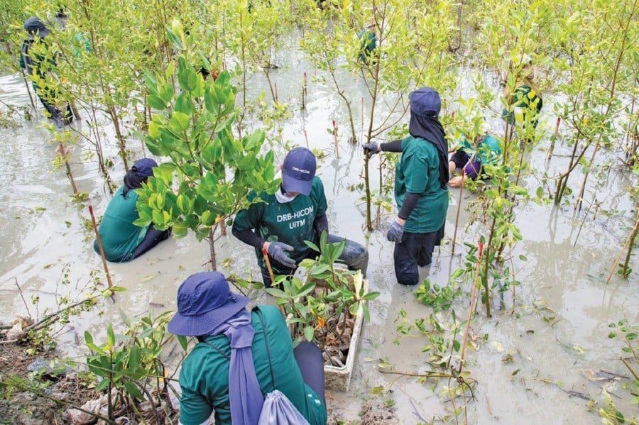 Rooting for mangroves as nature's climate heroes.