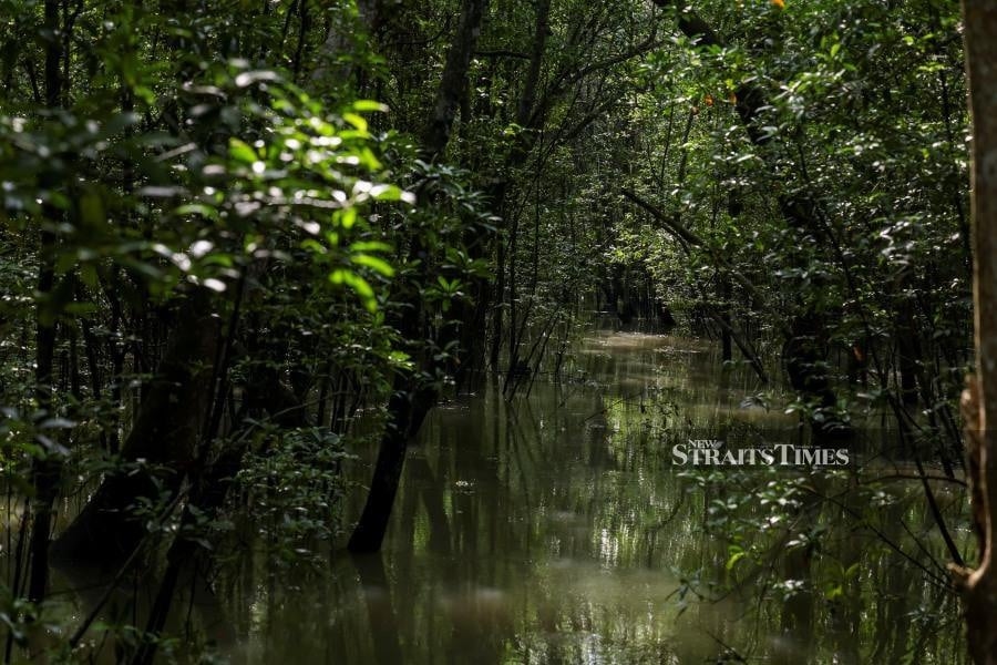 Indispensable mangroves are nature's resilient coastal guardians
