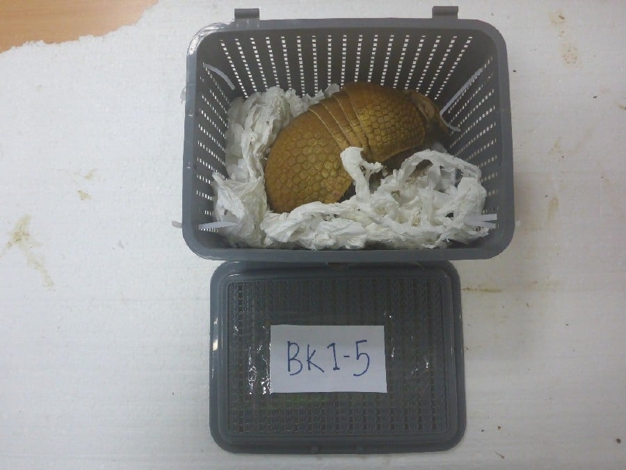 MCBA foils attempt to smuggle exotic animals worth RM73,000
