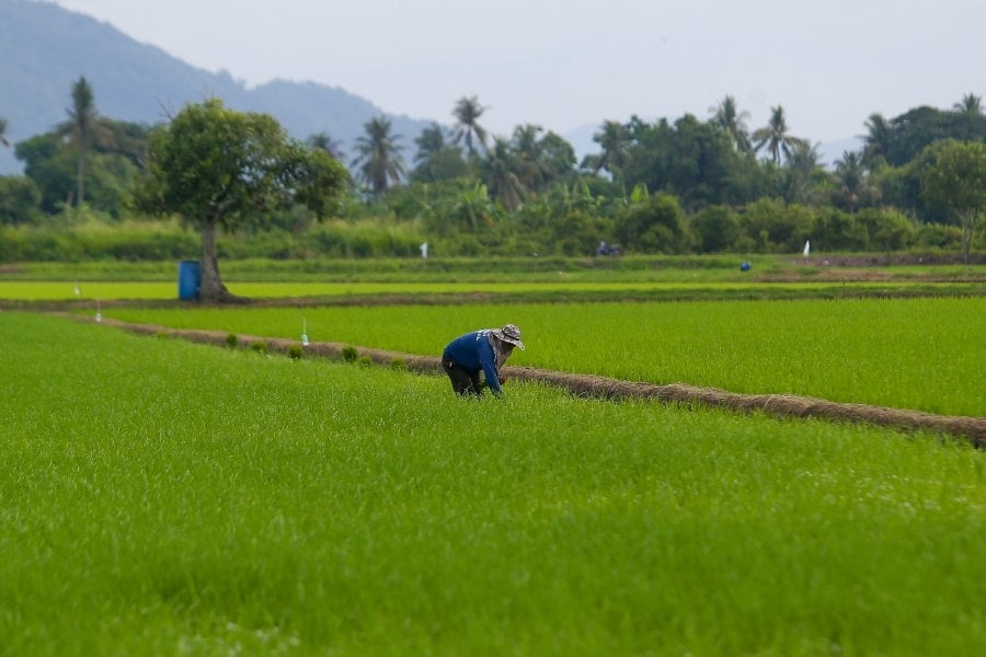 'Climate' of fear grips rice bowl state
