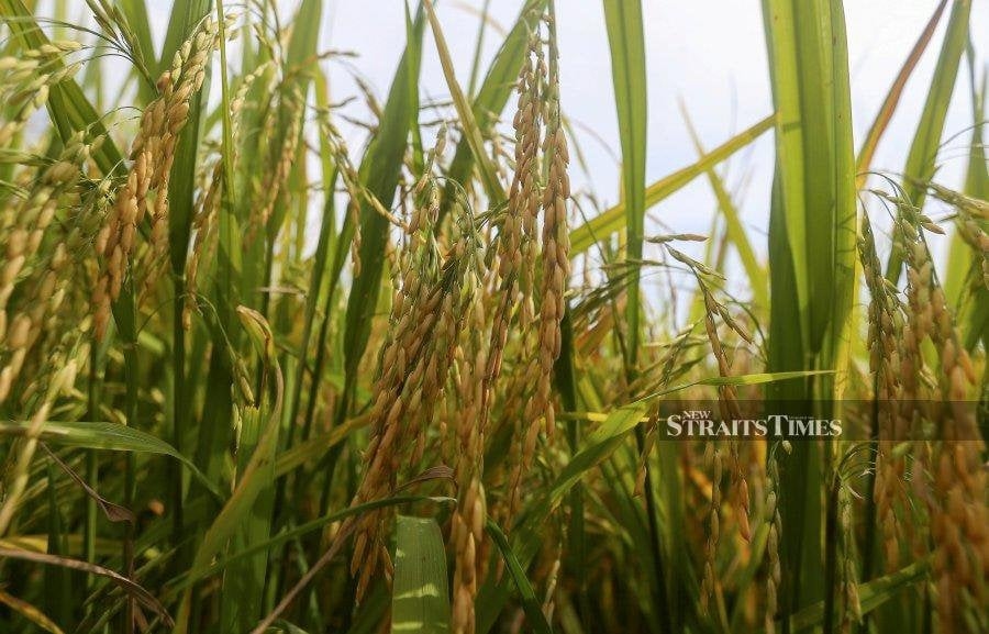 Perak padi farmers can apply for aid without official disaster declaration