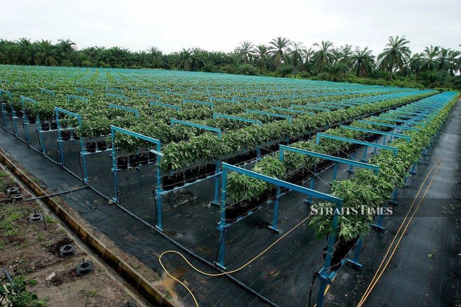 NST Leader: Agrofood sector set for major reforms under 13MP