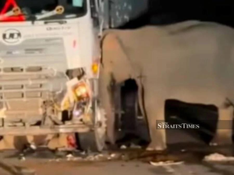 Over 2,300 wild animals killed on Malaysian roads since 2020