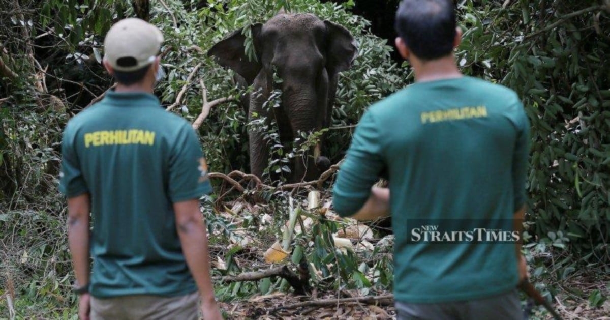 3,000 community rangers to strengthen forest and wildlife protection