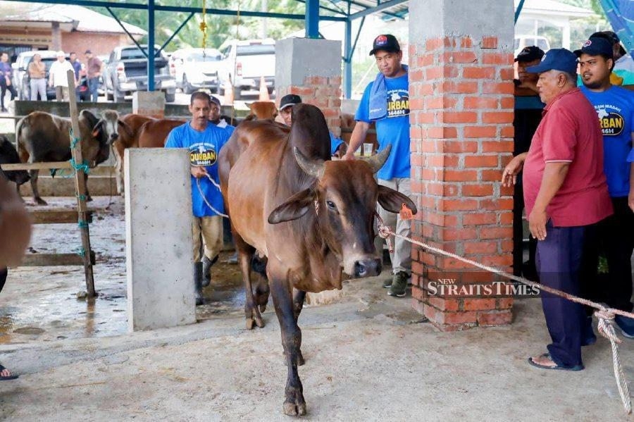 Johor royal family donates 230 cows for 'korban' in conjunction with Aidiladha