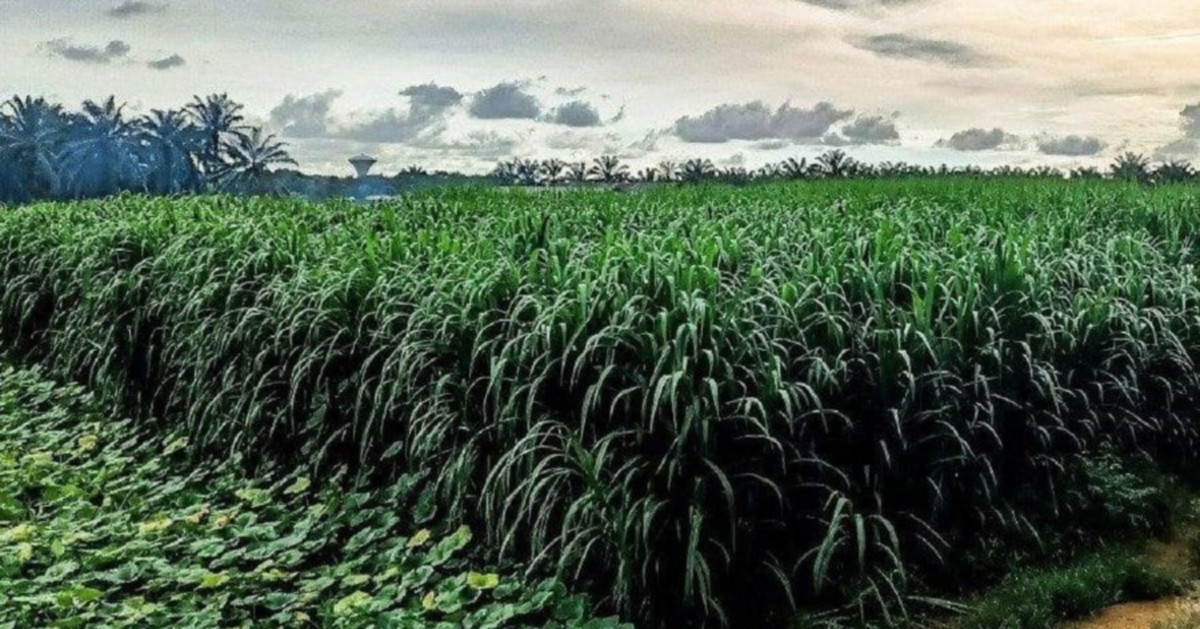 DOSM agricultural census identifies kenaf, Napier grass, seaweed as high-potential crops