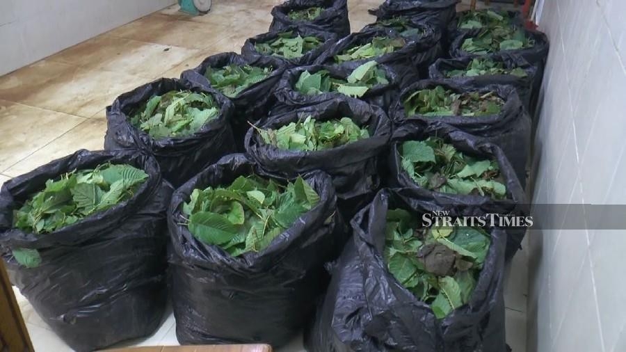 Police detain 8 in crackdown on ketum trade across 3 states