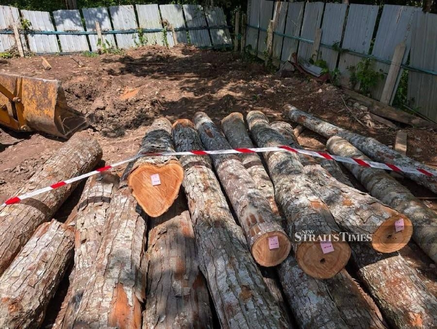 GOF raids illegal timber mill, RM1mil worth of logs and tools seized