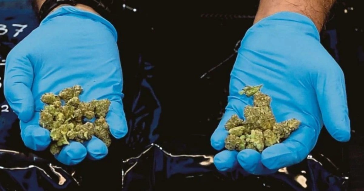 Drug syndicates turn to ganja buds as demand surges, say police