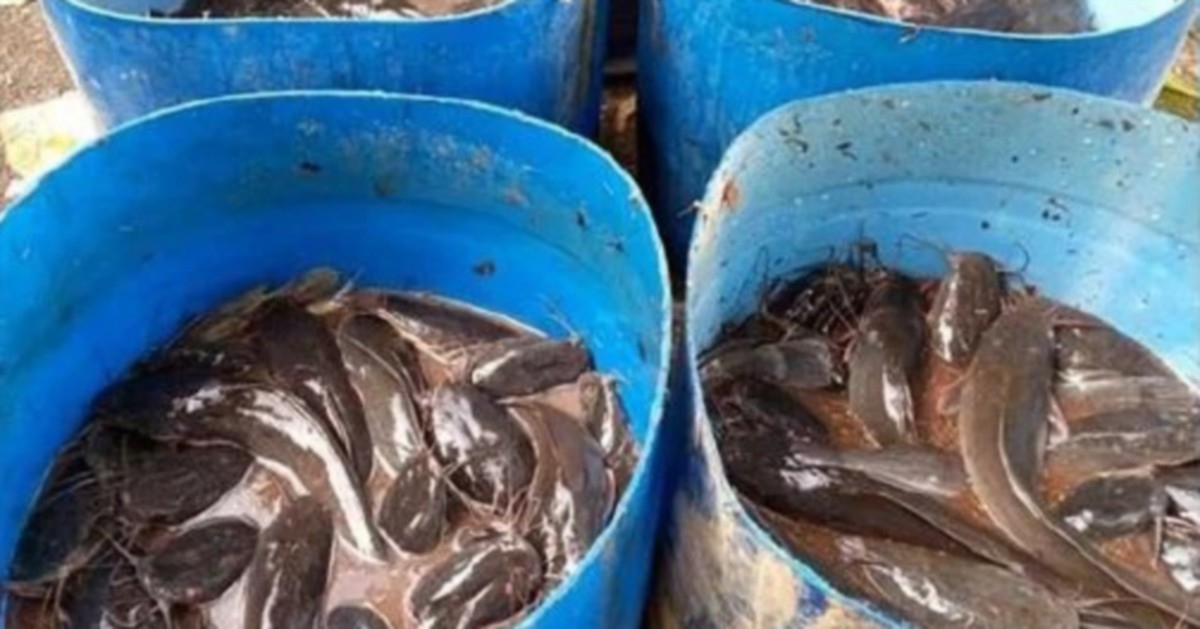 1.5 tonnes of African catfish caught in Maeps lake fishing competition