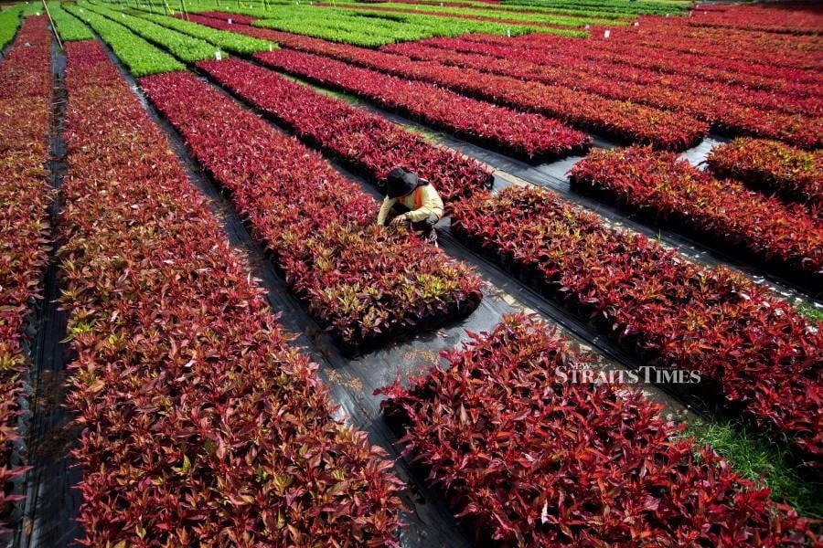 Labuan steps up promotion ahead of Borneo Flora Festival