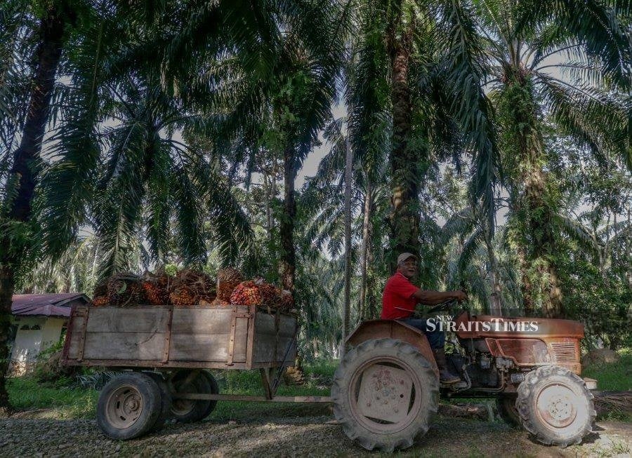 Palm futures steady as strong ringgit offsets boost from rival oils