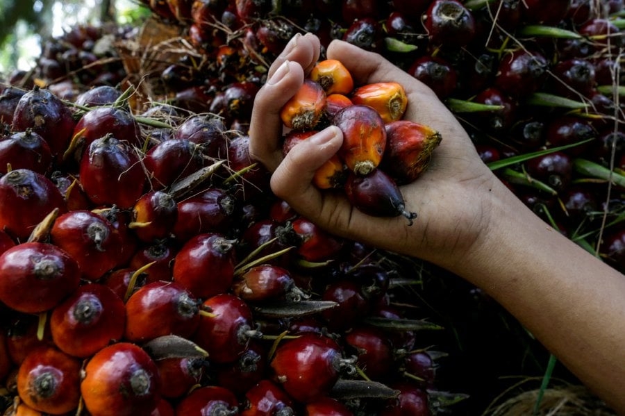 Plantation output, feedstock boost sector outlook